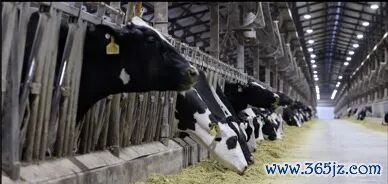 国内奶牛养殖精细化水平持续提升，奶牛饲喂、圈
