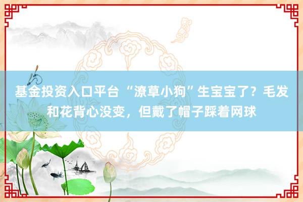 基金投资入口平台 “潦草小狗”生宝宝了？毛发和花背心没变，但戴了帽子踩着网球